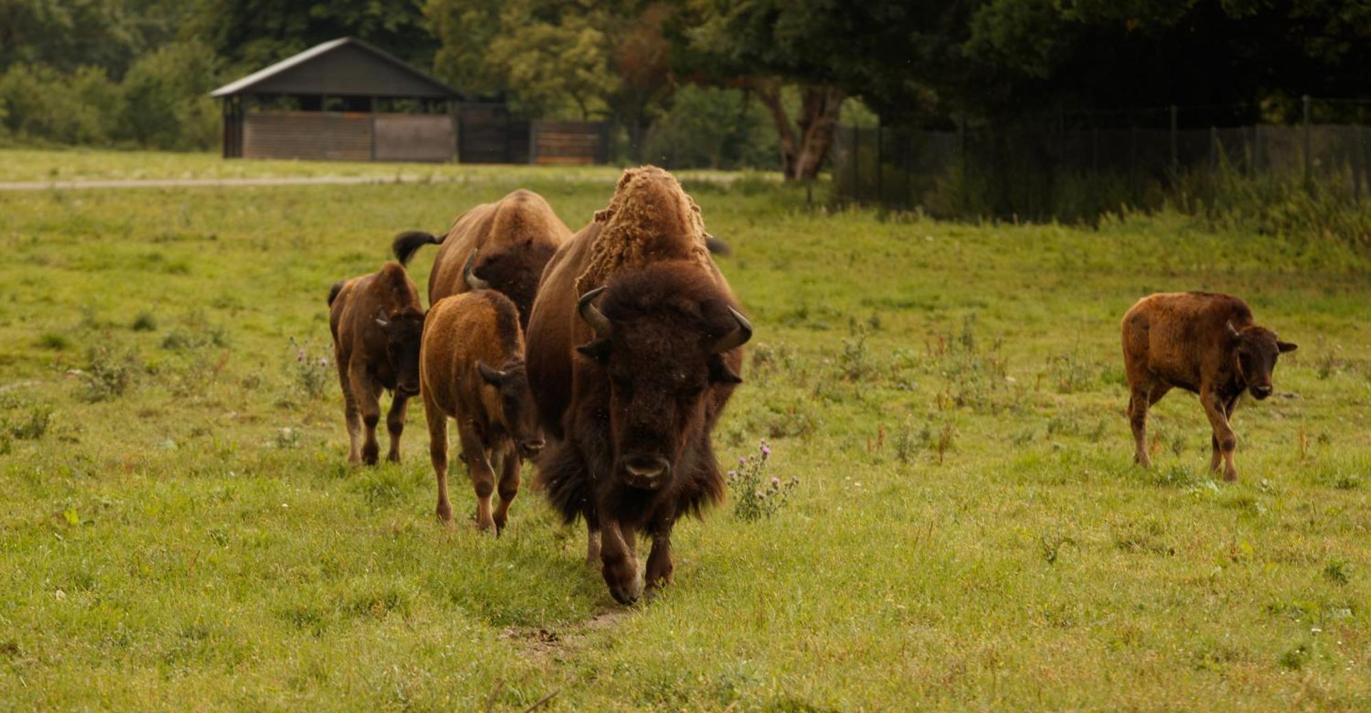 Готель Knuthenborg Safaripark Марібо Екстер'єр фото