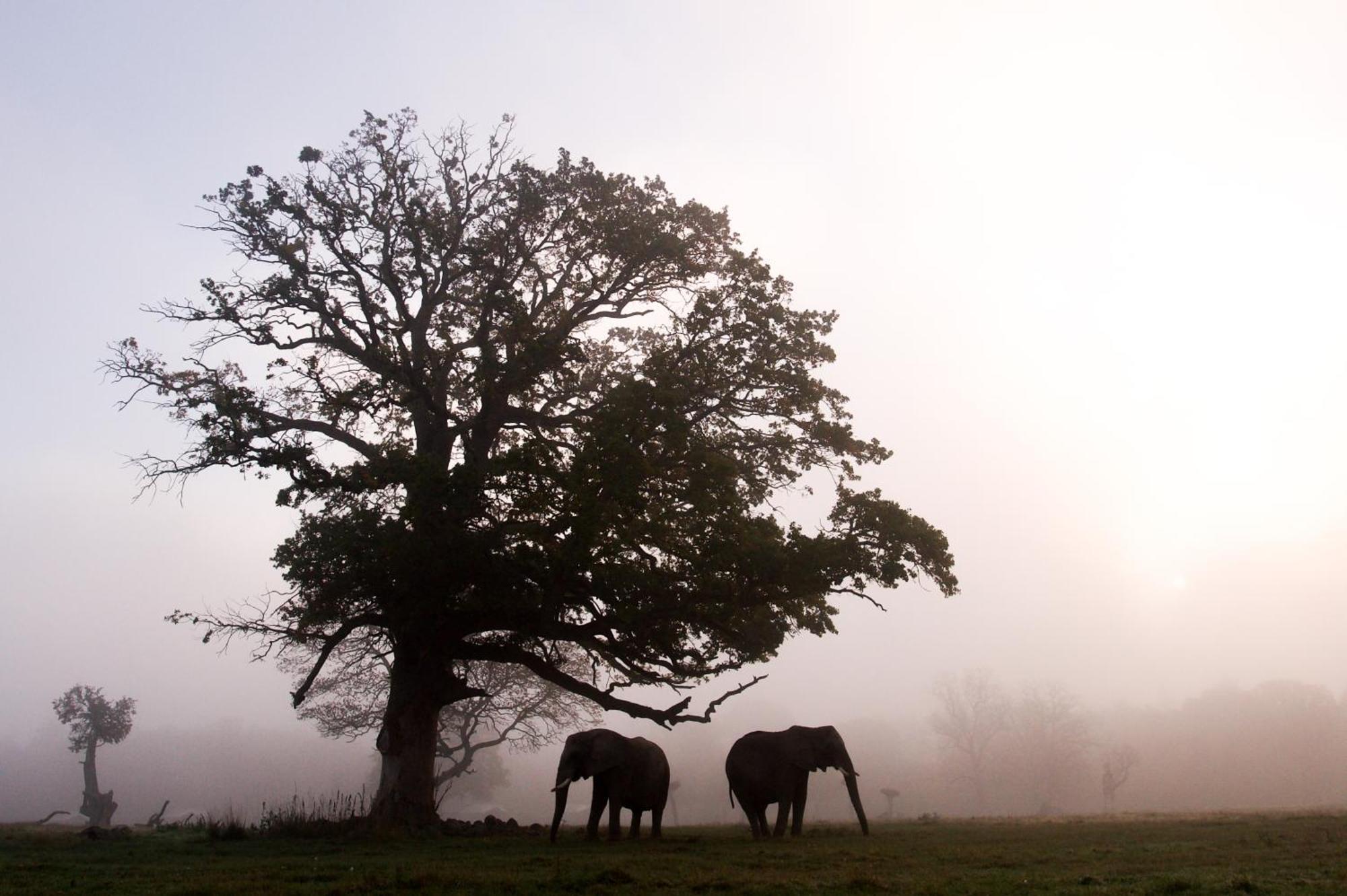 Готель Knuthenborg Safaripark Марібо Екстер'єр фото
