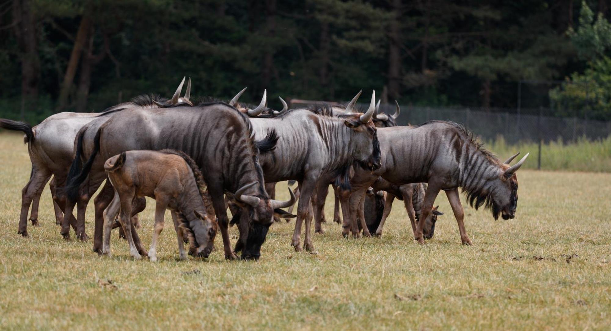 Готель Knuthenborg Safaripark Марібо Екстер'єр фото
