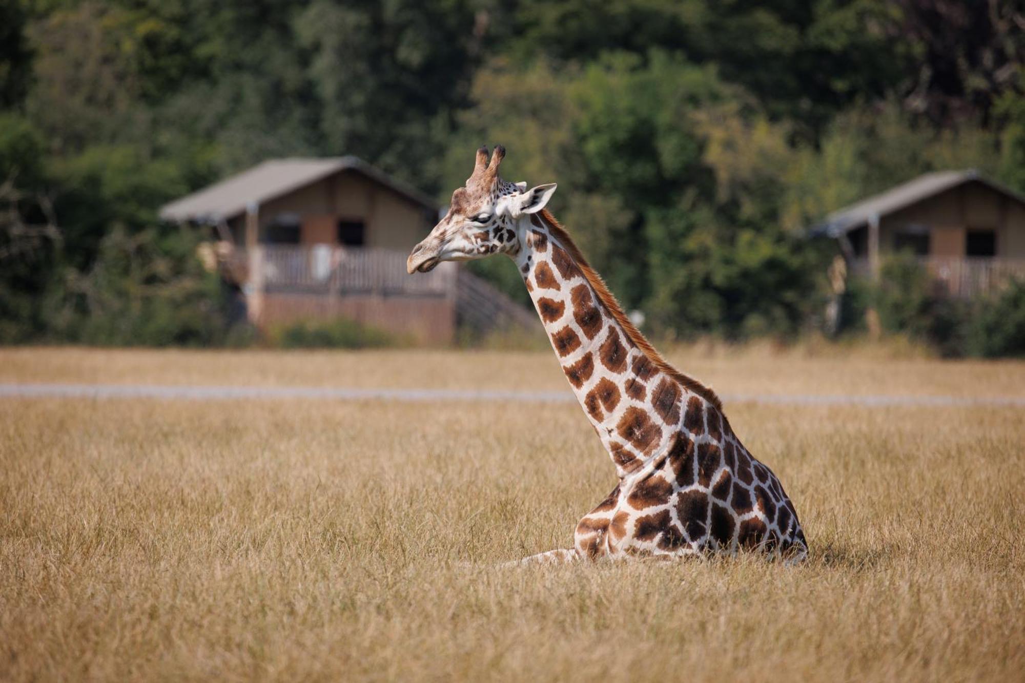 Готель Knuthenborg Safaripark Марібо Екстер'єр фото