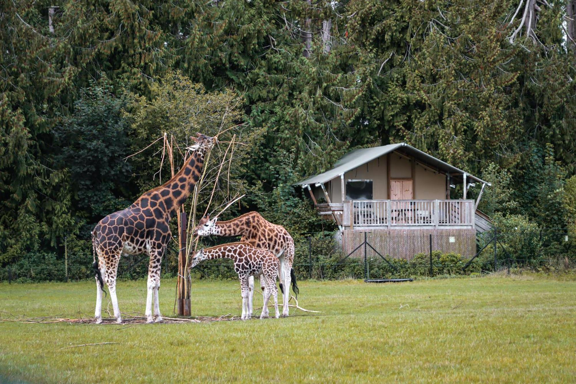 Готель Knuthenborg Safaripark Марібо Екстер'єр фото