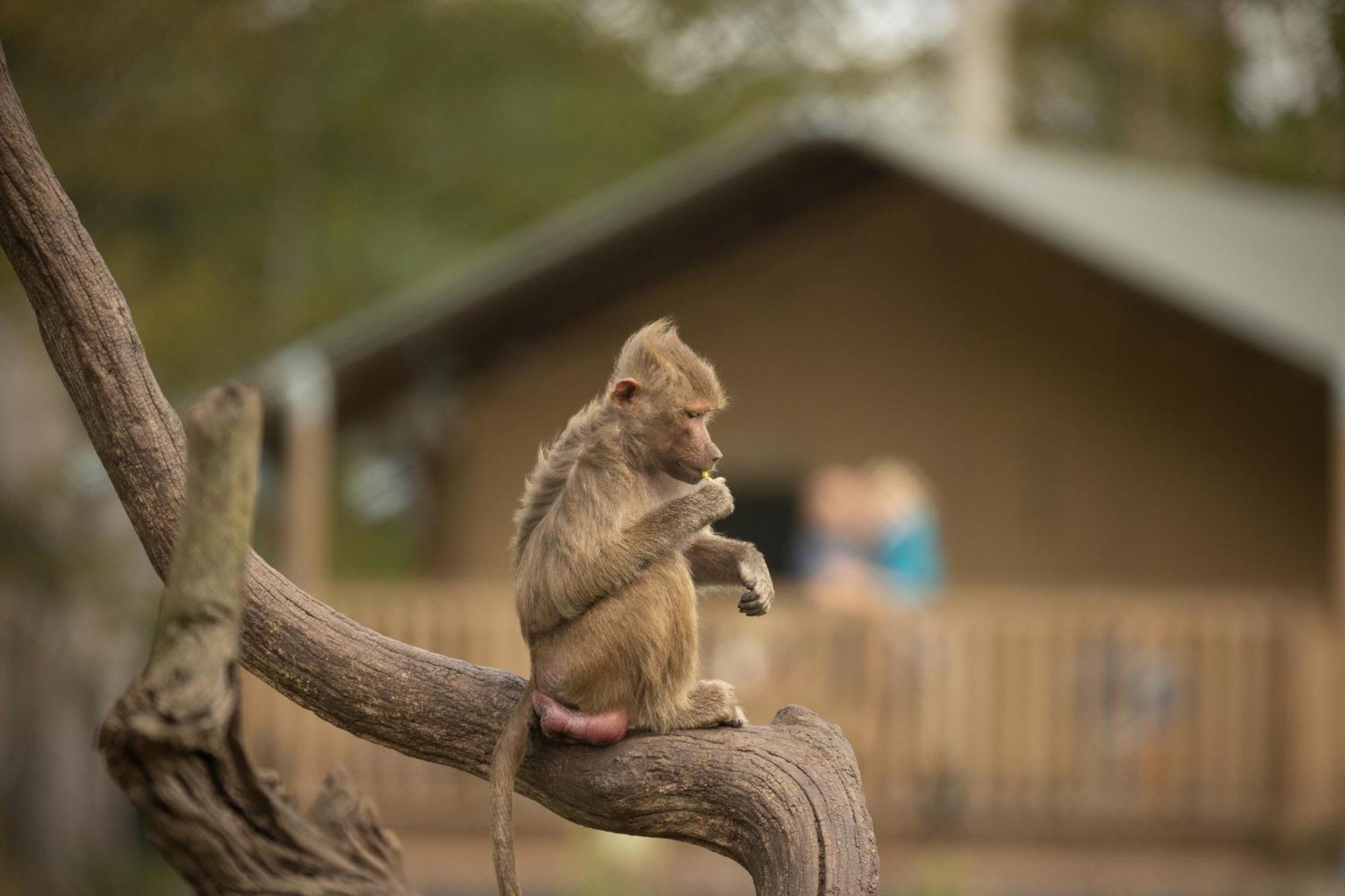 Готель Knuthenborg Safaripark Марібо Екстер'єр фото