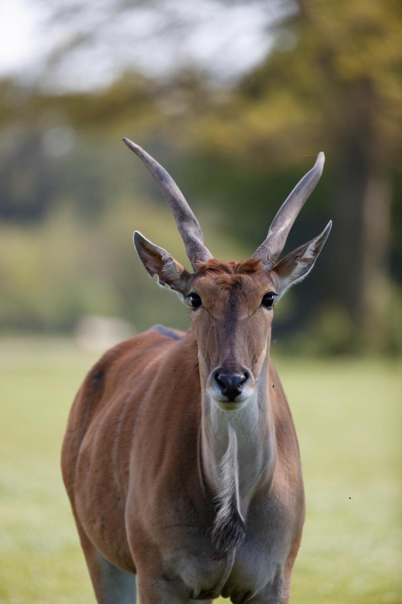 Готель Knuthenborg Safaripark Марібо Екстер'єр фото