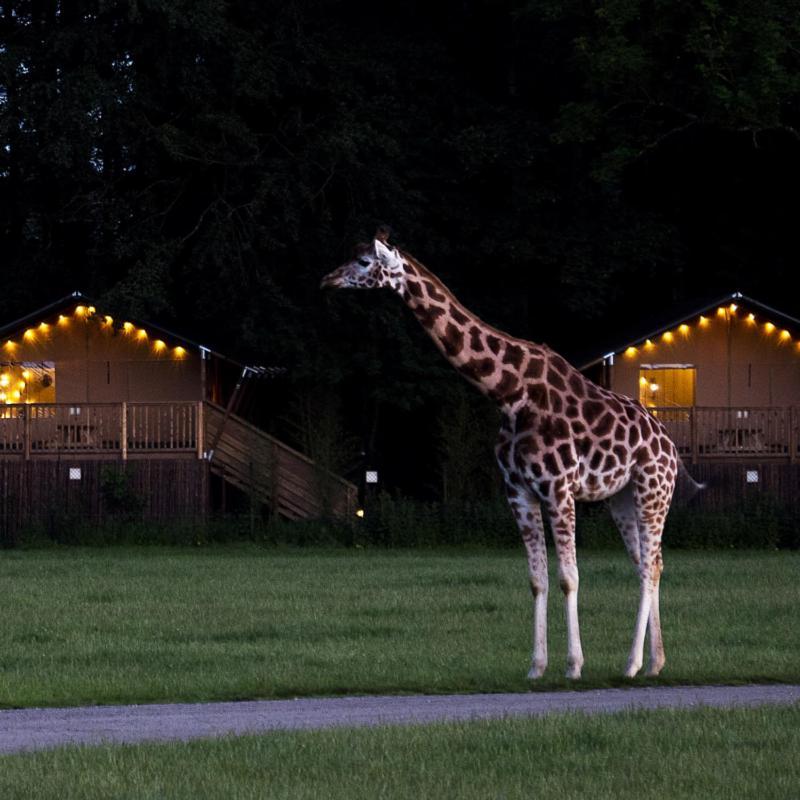 Готель Knuthenborg Safaripark Марібо Екстер'єр фото