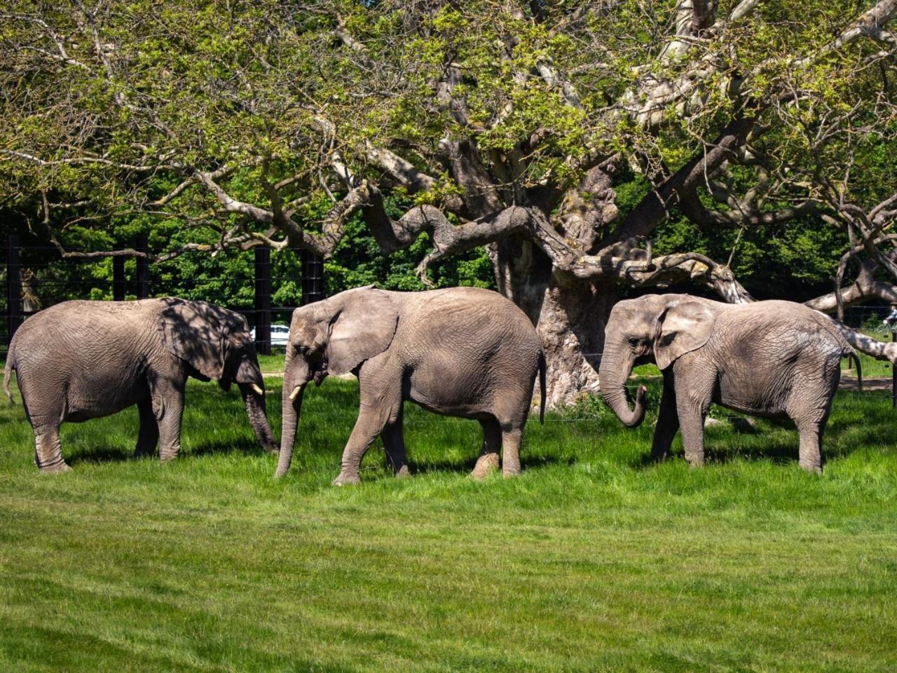 Готель Knuthenborg Safaripark Марібо Екстер'єр фото